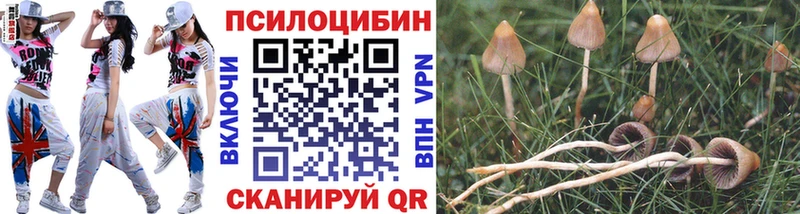 Псилоцибиновые грибы Psilocybine cubensis  Новороссийск 